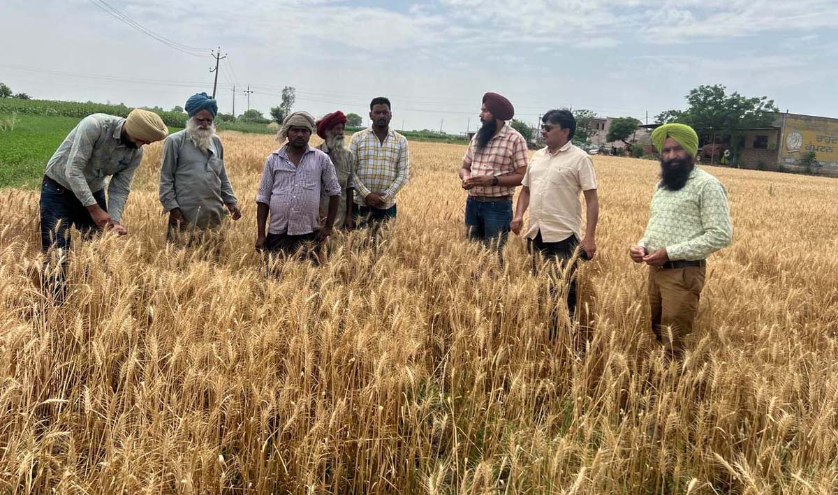Crops affected by unseasonal rains were surveyed